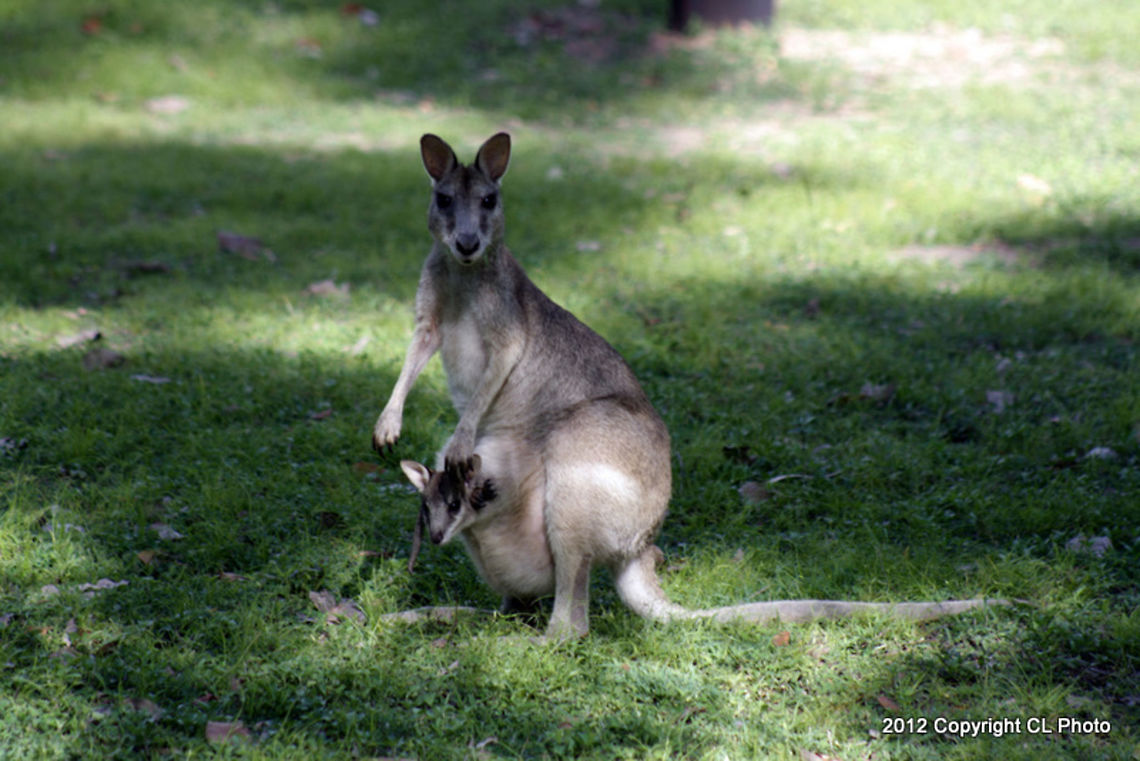 Agile Wallaby - Macropus agilis jardinii <a href="http://bie.ala.org.au/species/urn:lsid:biodiversity.org.au:afd.taxon:cd2f60f5-cb6d-48f6-bc06-0dc796bd6c7f" rel="nofollow">http://bie.ala.org.au/species/urn:lsid:biodiversity.org.au:afd.taxon:cd2f60f5-cb6d-48f6-bc06-0dc796bd6c7f</a>  Agile wallaby,Australia,Geotagged,Macropus agilis,Summer