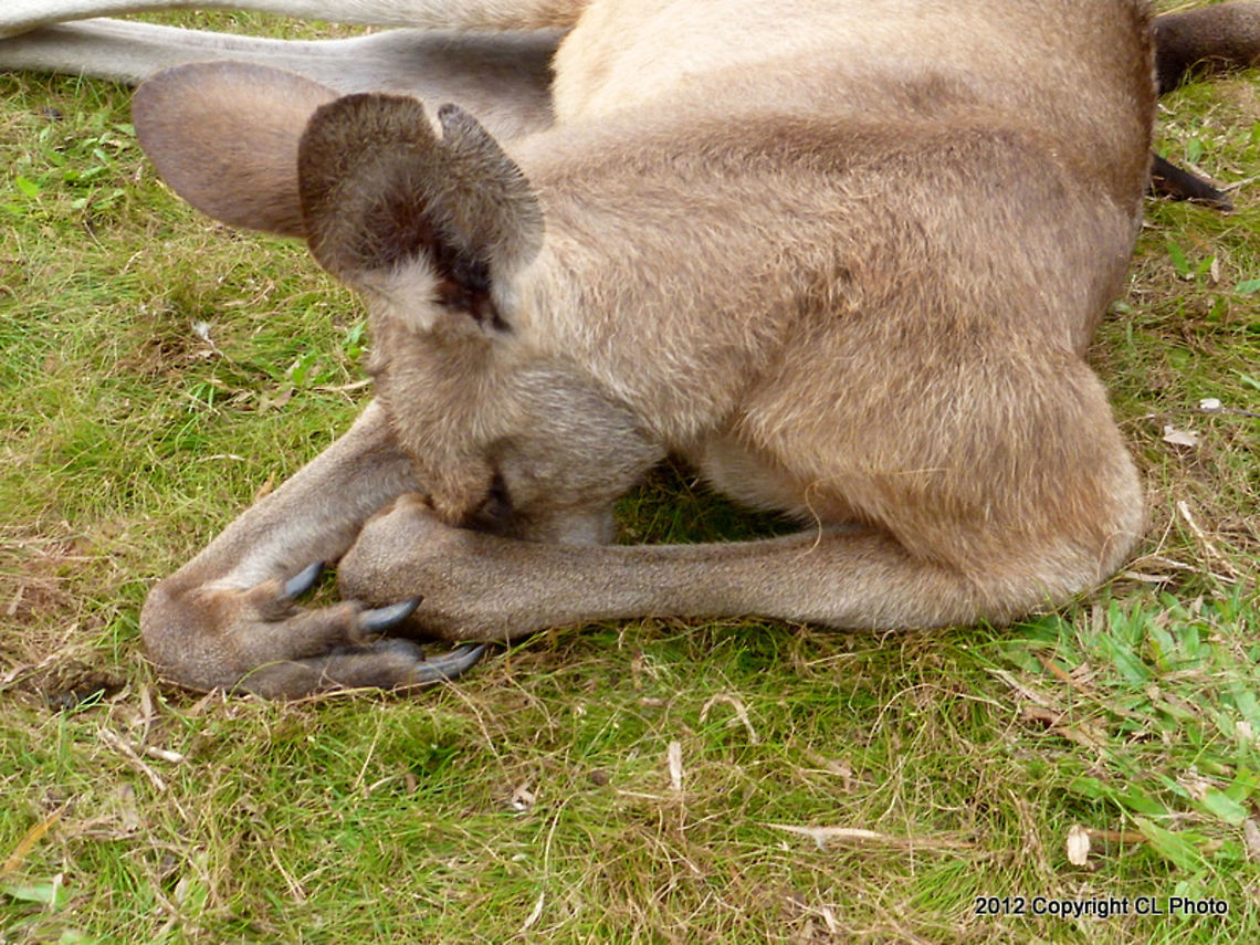 OH NOOO Not these tourists again... Eastern Grey Kangaroo - Macropus giganteus Australia,Eastern grey kangaroo,Fall,Geotagged,Macropus giganteus