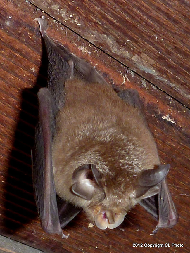 Eastern_Horseshoe_Bat  Australia,Fall,Geotagged,Rhinolophus megaphyllus,Smaller horseshoe bat