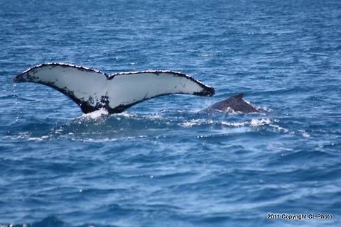 Humpback_Whale2  Australia,Geotagged,Humpback whale,Megaptera novaeangliae,Spring