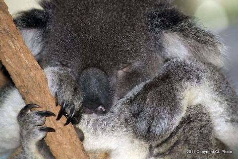 Koala2  Koala,Phascolarctos cinereus