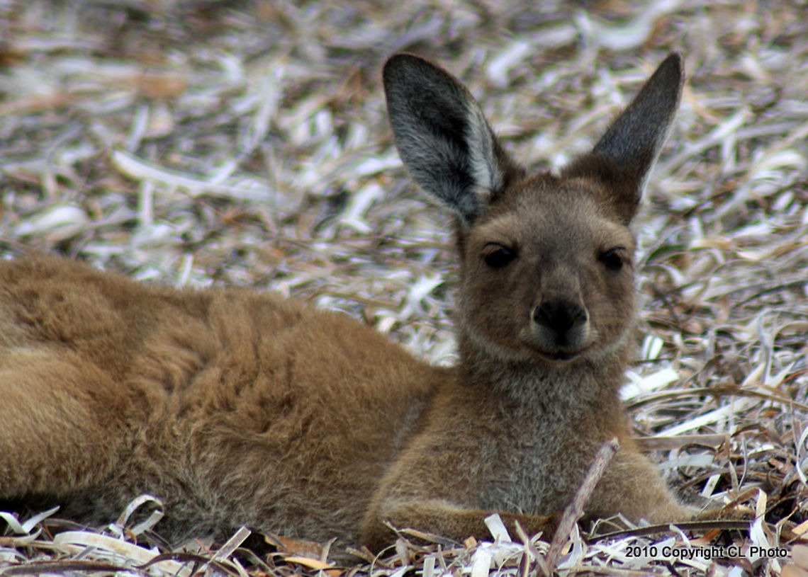Western_Grey_Kangaroo  Australia,Geotagged,Macropus fuliginosus,Summer,Western grey kangaroo