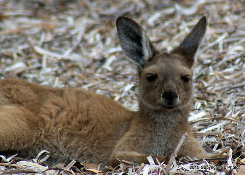 Western_Grey_Kangaroo  Australia,Geotagged,Macropus fuliginosus,Summer,Western grey kangaroo