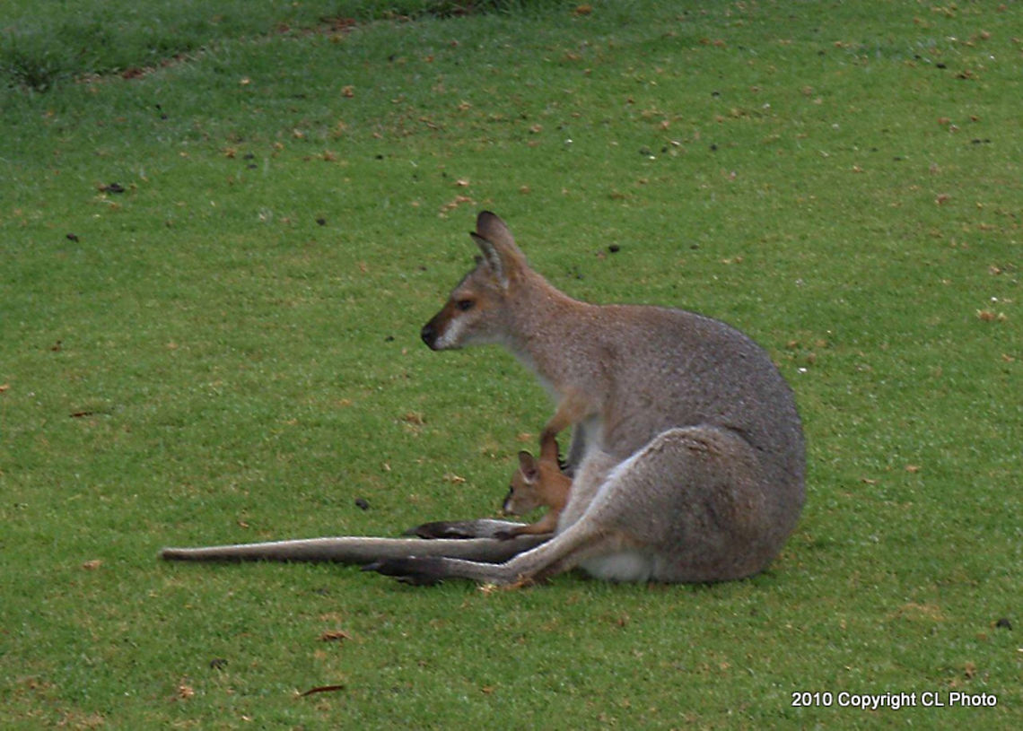 Red_necked_Wallabies  Australia,Geotagged,Macropus rufogriseus,Red-necked wallaby,Winter