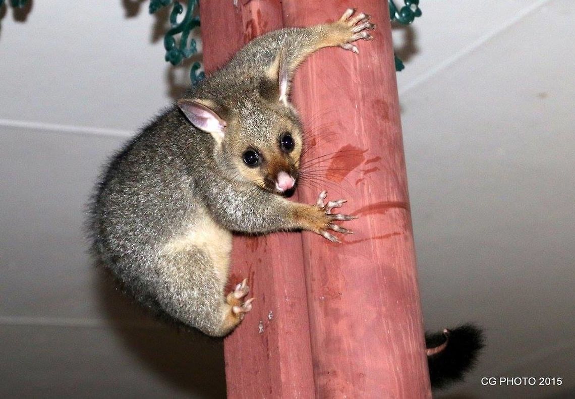 Common_Brushtail_Possum2 This is Junior who this a mango thief..  Australia,Common brushtail possum,Geotagged,Trichosurus vulpecula