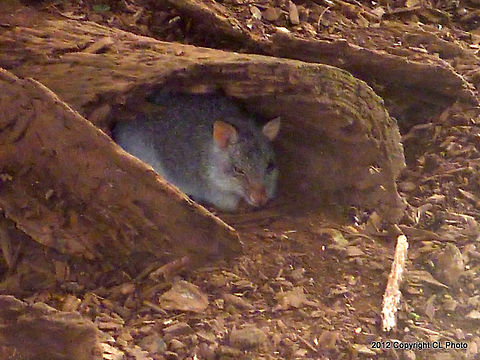 Rufous_Bettong  Aepyprymnus rufescens,Australia,Fall,Geotagged,Rufous rat-kangaroo