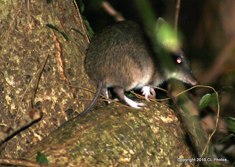 Slender-tailed Dunnart - Sminthopsis murina  Australia,Geotagged,Slender-tailed dunnart,Sminthopsis murina,Spring