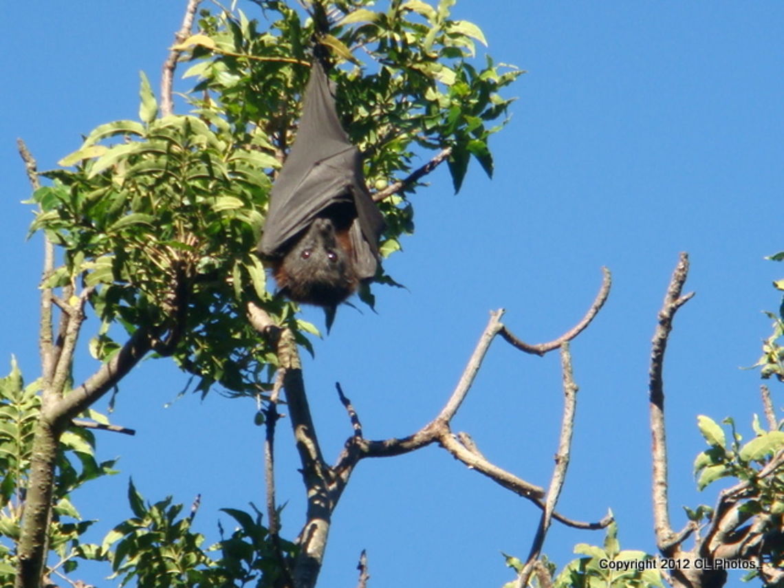 Black_Flying-Fox_(Fruit_Bat)  Australia,Black Flying-fox,Geotagged,Pteropus alecto,Winter