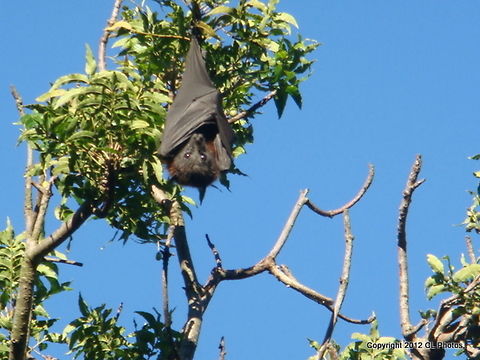 Black_Flying-Fox_(Fruit_Bat)  Australia,Black Flying-fox,Geotagged,Pteropus alecto,Winter
