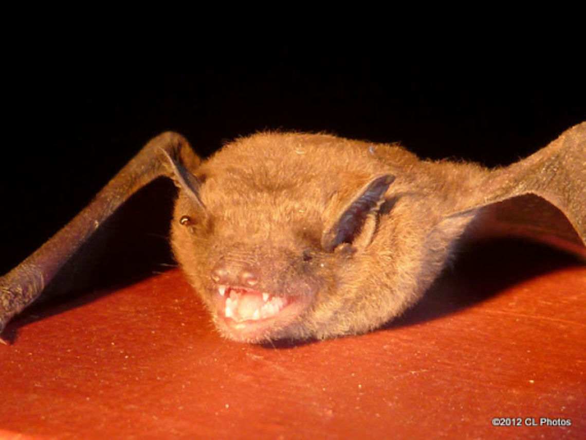 Eastern_Cave_Bat  Australia,Eastern cave bat,Geotagged,Vespadelus troughtoni