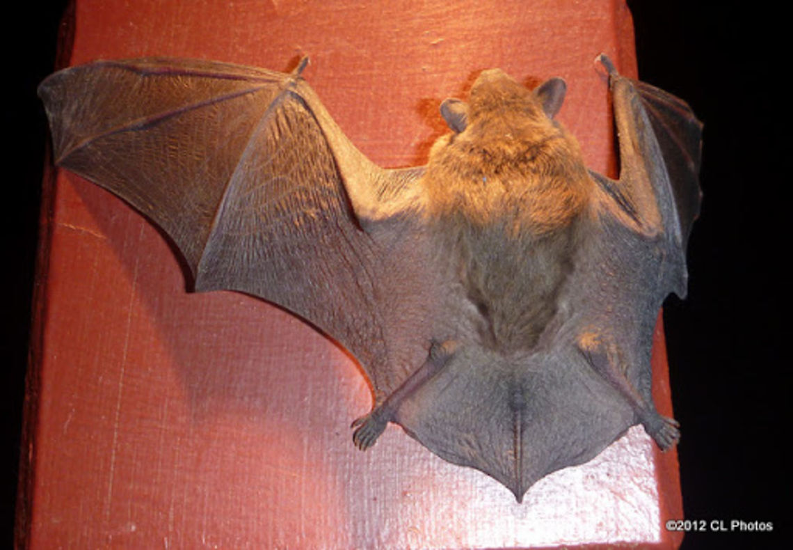 Eastern_Cave_Bat2  Australia,Eastern cave bat,Geotagged,Vespadelus troughtoni