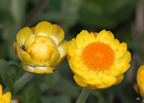 Golden Everlasting - Helichrysum aureum  Golden everlasting,Xerochrysum bracteatum
