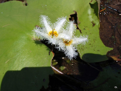 Water snowflake - Nymphoides indicum  Australia,Geotagged,Nymphoides indica,Spring,Water Snowflake