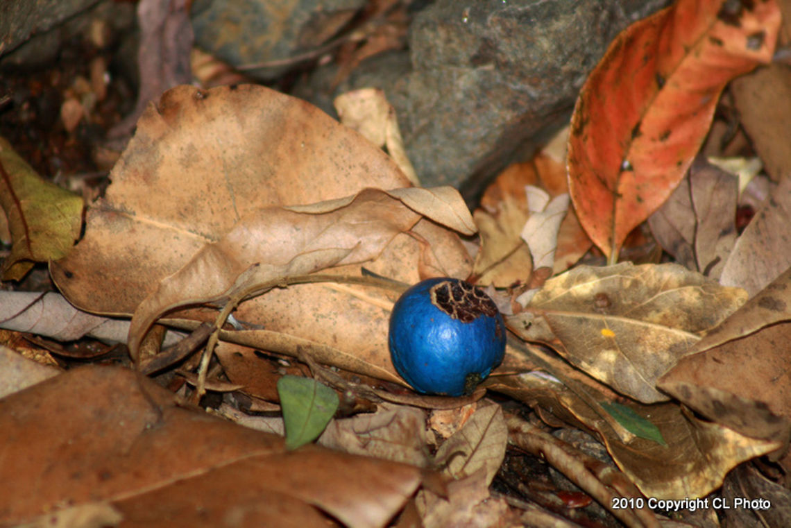 Blue Quandong - Elaeocarpus angustifolius  Australia,Elaeocarpus angustifolius,Geotagged,Spring