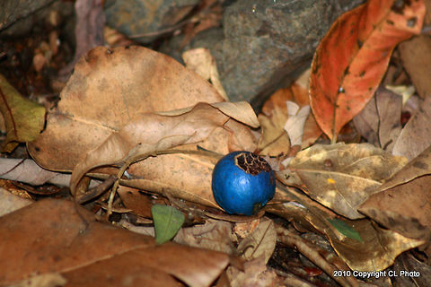 Blue Quandong - Elaeocarpus angustifolius  Australia,Elaeocarpus angustifolius,Geotagged,Spring