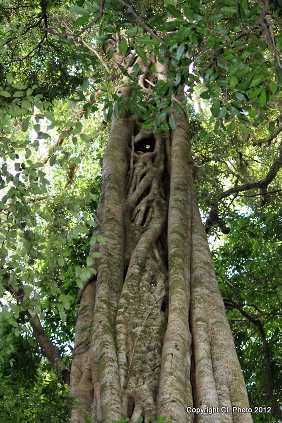 Green-leaved_Moreton_Bay_Fig  Australia,Ficus watkinsiana,Geotagged,Winter