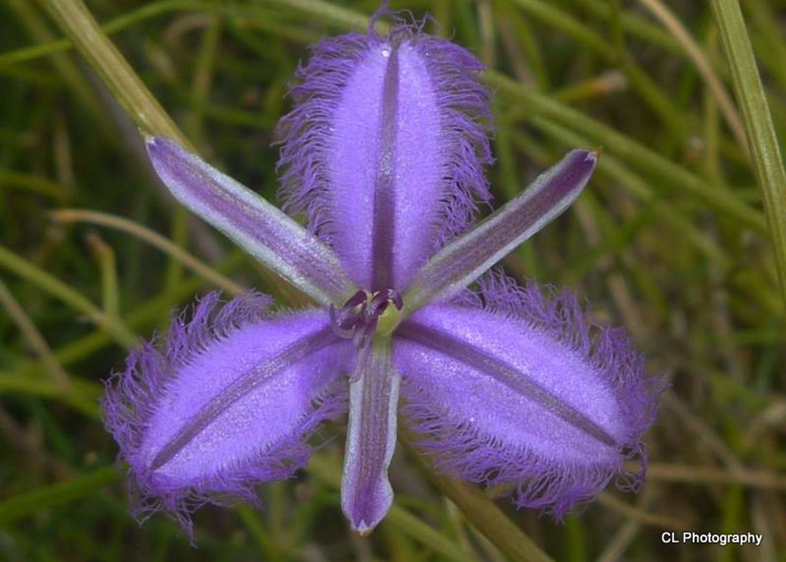 Twining_Fringe-lily  Australia,Geotagged,Summer,Thysanotus patersonii,Twining Fringe-lily