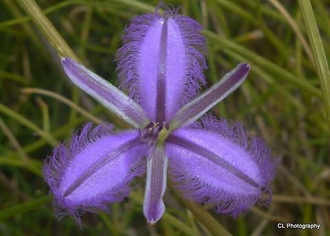 Twining_Fringe-lily  Australia,Geotagged,Summer,Thysanotus patersonii,Twining Fringe-lily