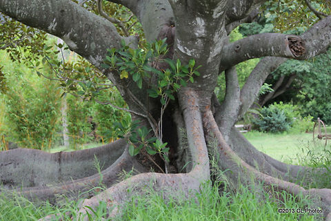 Moreton_Bay_Fig_Tree  Australia,Ficus macrophylla,Geotagged,Moreton Bay fig,Summer