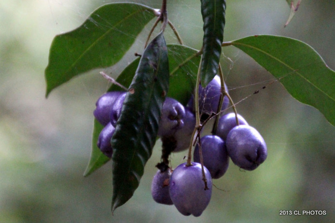 Blue Lilly Pilly Tree - Eugenia oleosum  Australia,Fall,Geotagged,Syzygium oleosum