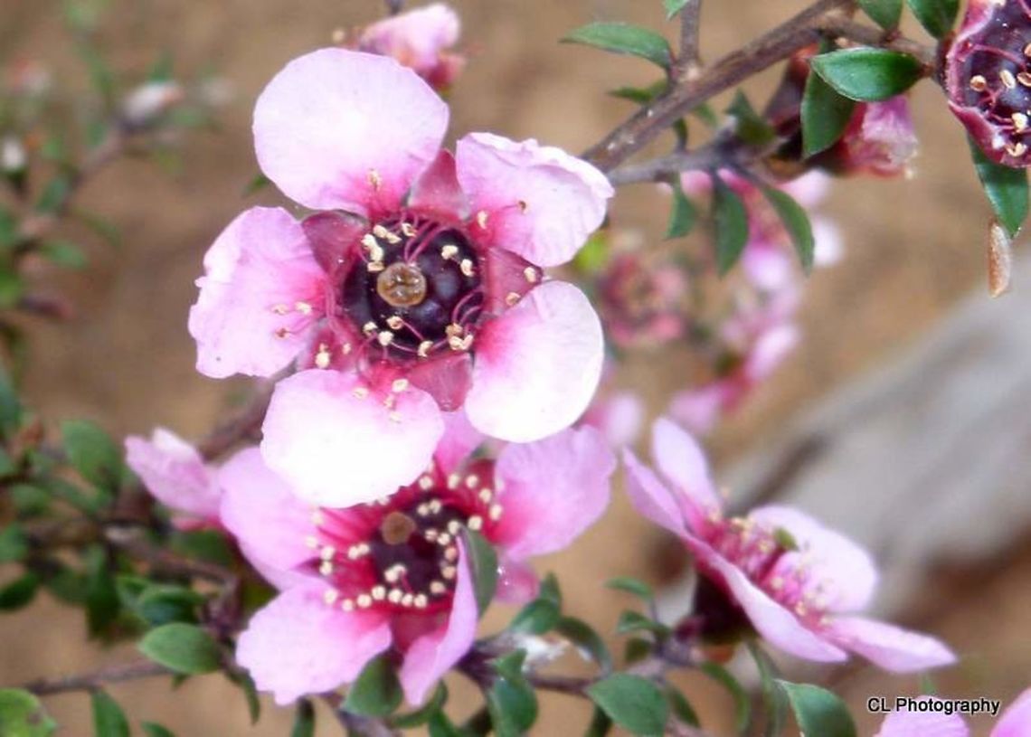 Geraldton_Wax  Australia,Chamelaucium uncinatum,Geotagged,Geraldton wax,Winter