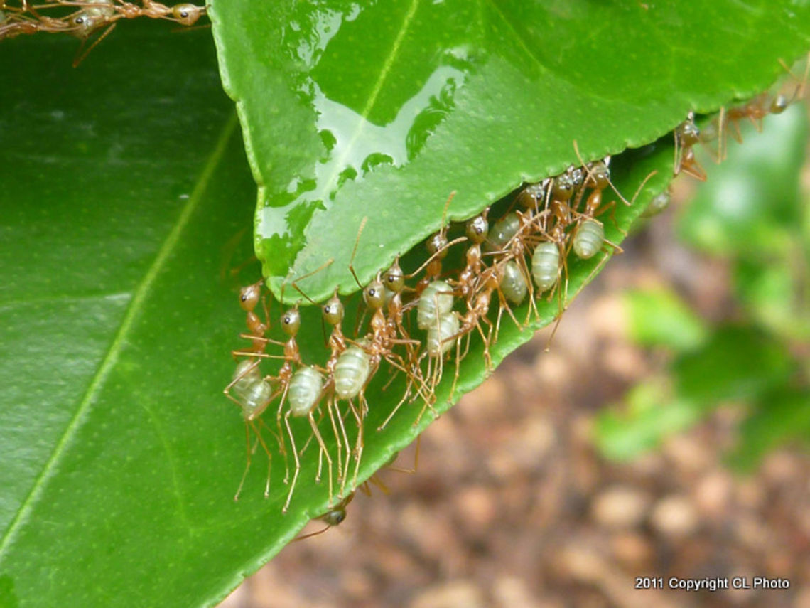 Working together Green Ants - Oecophylla smaragdina are amazing to watch. <br />
<a href="http://www.jungledragon.com/image/37146" rel="nofollow">http://www.jungledragon.com/image/37146</a> This it a Queen starting a new nest.<br />
<a href="http://www.jungledragon.com/image/37147" rel="nofollow">http://www.jungledragon.com/image/37147</a> Building the first nest.<br />
<a href="http://www.jungledragon.com/image/37148" rel="nofollow">http://www.jungledragon.com/image/37148</a> One more ...  Australia,Geotagged,Oecophylla smaragdina,Summer