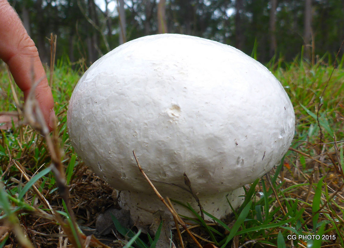Brain_Puffball  Australia,Calvatia craniiformis,Geotagged,Spring