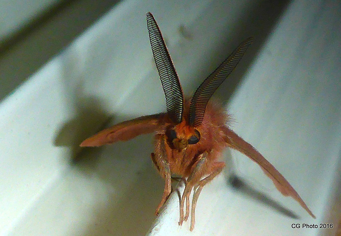 Anthelidae_Moth  Anthela callispila,Australia,Geotagged,Summer