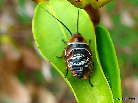 The Beautiful Cockroach  Austral Ellipsidion Cockroach,Australia,Ellipsidion australe,Geotagged,Summer