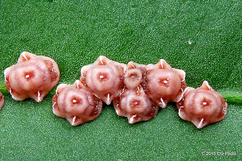 Pink wax scale  - Ceroplastes rubens  Australia,Ceroplastes rubens,Geotagged,Pink wax scale