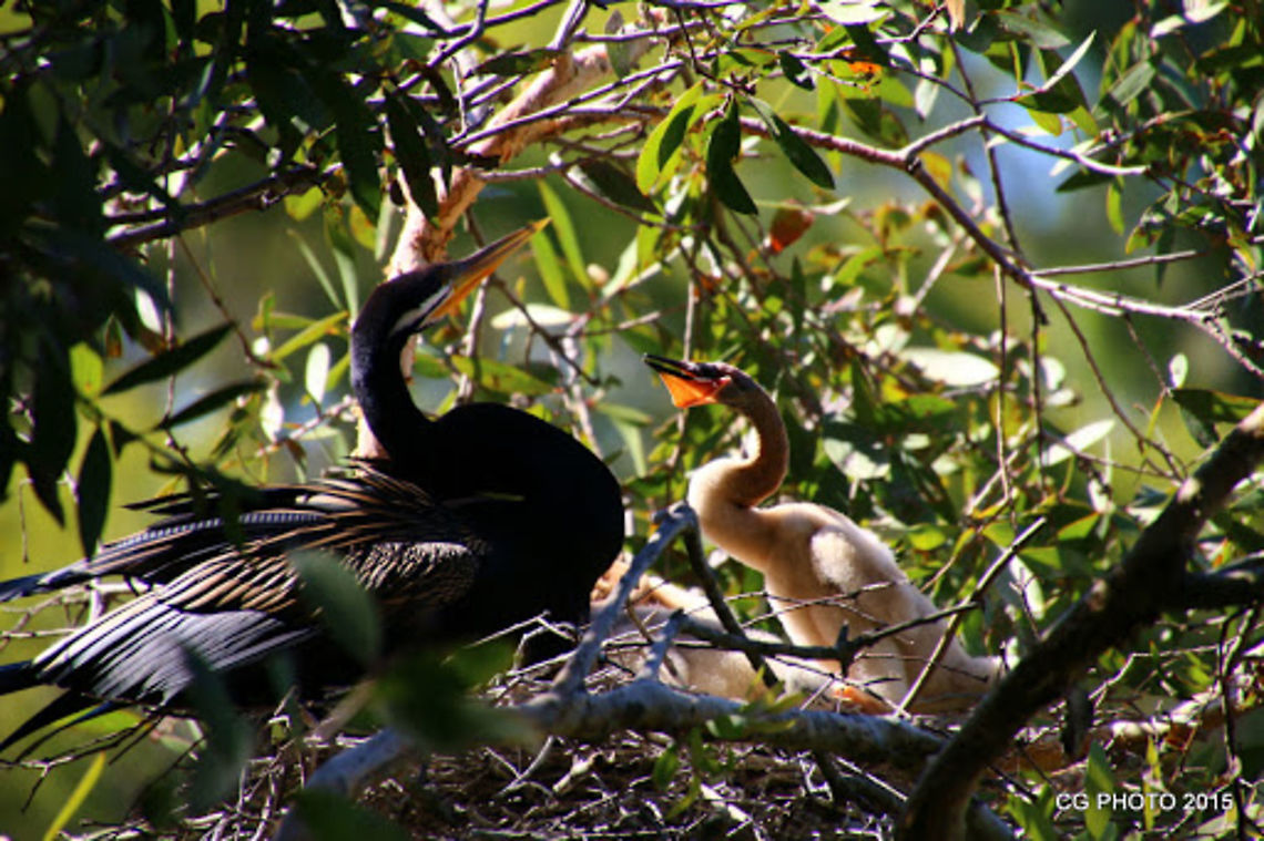 AUSTRALIAN_DARTER  Anhinga novaehollandiae,Australasian Darter,Australia,Geotagged