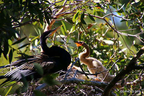AUSTRALIAN_DARTER  Anhinga novaehollandiae,Australasian Darter,Australia,Geotagged