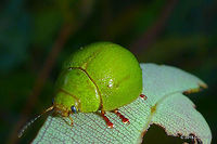 Green Leaf Beetle - Paropsis rufitarsis Feeding on black wattle Paropsis rufitarsis,paropsis