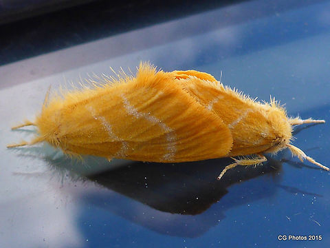 Yellow_Tussock_Moth  Australia,Euproctis lutea,Fall,Geotagged,Spring