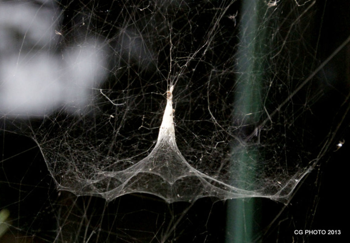 Russian Tent Spider -Cyrtophora parnasia <a href="http://www.brisbaneinsects.com/brisbane_weavers/RTent.htm" rel="nofollow">http://www.brisbaneinsects.com/brisbane_weavers/RTent.htm</a> Australia,Cyrtophora parnasia,Geotagged,Russian Tent Spider,Spring