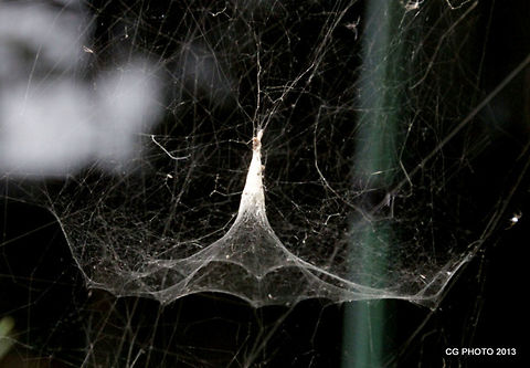 Russian Tent Spider -Cyrtophora parnasia http://www.brisbaneinsects.com/brisbane_weavers/RTent.htm Australia,Cyrtophora parnasia,Geotagged,Russian Tent Spider,Spring