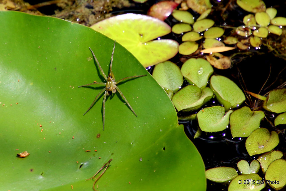 Fishing_or_Water_Spider - Dolomedes facetus <a href="http://www.findaspider.org.au/find/spiders/434.htm" rel="nofollow">http://www.findaspider.org.au/find/spiders/434.htm</a> Australia,Dolomedes facetus,Geotagged,Summer