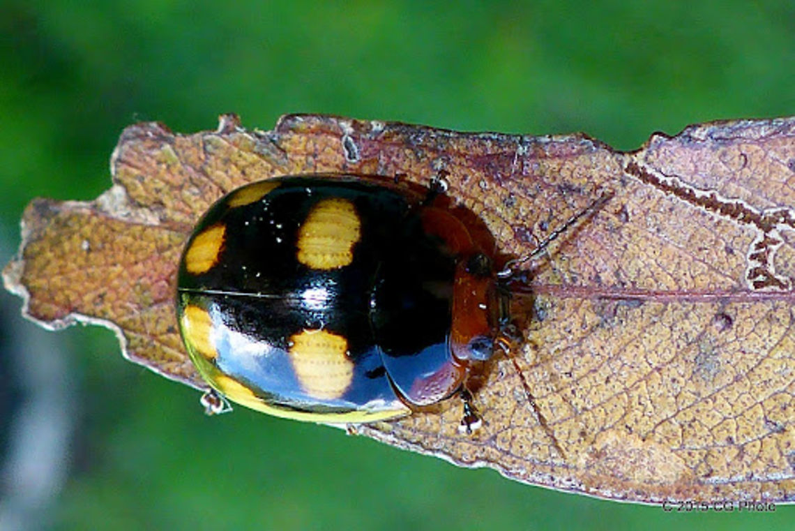 BLESSED LEAF BEETLE - Paropsisterna beata (variety) rubrosignata <a href="https://sites.google.com/site/paropsisternablackpages/class-schedule" rel="nofollow">https://sites.google.com/site/paropsisternablackpages/class-schedule</a> Australia,Blessed leaf beetle,Geotagged,Paropsisterna,Paropsisterna beata