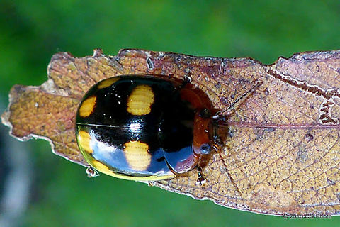 BLESSED LEAF BEETLE - Paropsisterna beata (variety) rubrosignata https://sites.google.com/site/paropsisternablackpages/class-schedule Australia,Blessed leaf beetle,Geotagged,Paropsisterna,Paropsisterna beata