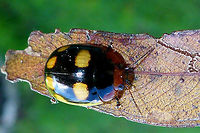 BLESSED LEAF BEETLE - Paropsisterna beata (variety) rubrosignata https://sites.google.com/site/paropsisternablackpages/class-schedule Australia,Blessed leaf beetle,Geotagged,Paropsisterna,Paropsisterna beata