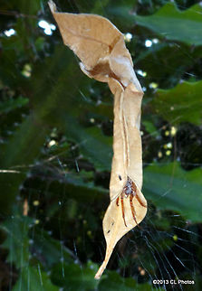 Leaf Curling Spider - Phonognatha graeffei  Australia,Geotagged,Phonognatha graeffei