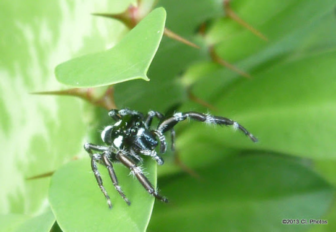 Wattle Jumping Spider - Sandalodes scopifer (former Sandalodes albobarbatus) <a href="http://www.brisbaneinsects.com/brisbane_spiders/WattleJumpingSpider.htm" rel="nofollow">http://www.brisbaneinsects.com/brisbane_spiders/WattleJumpingSpider.htm</a> Australia,Geotagged,Sandalodes scopifer