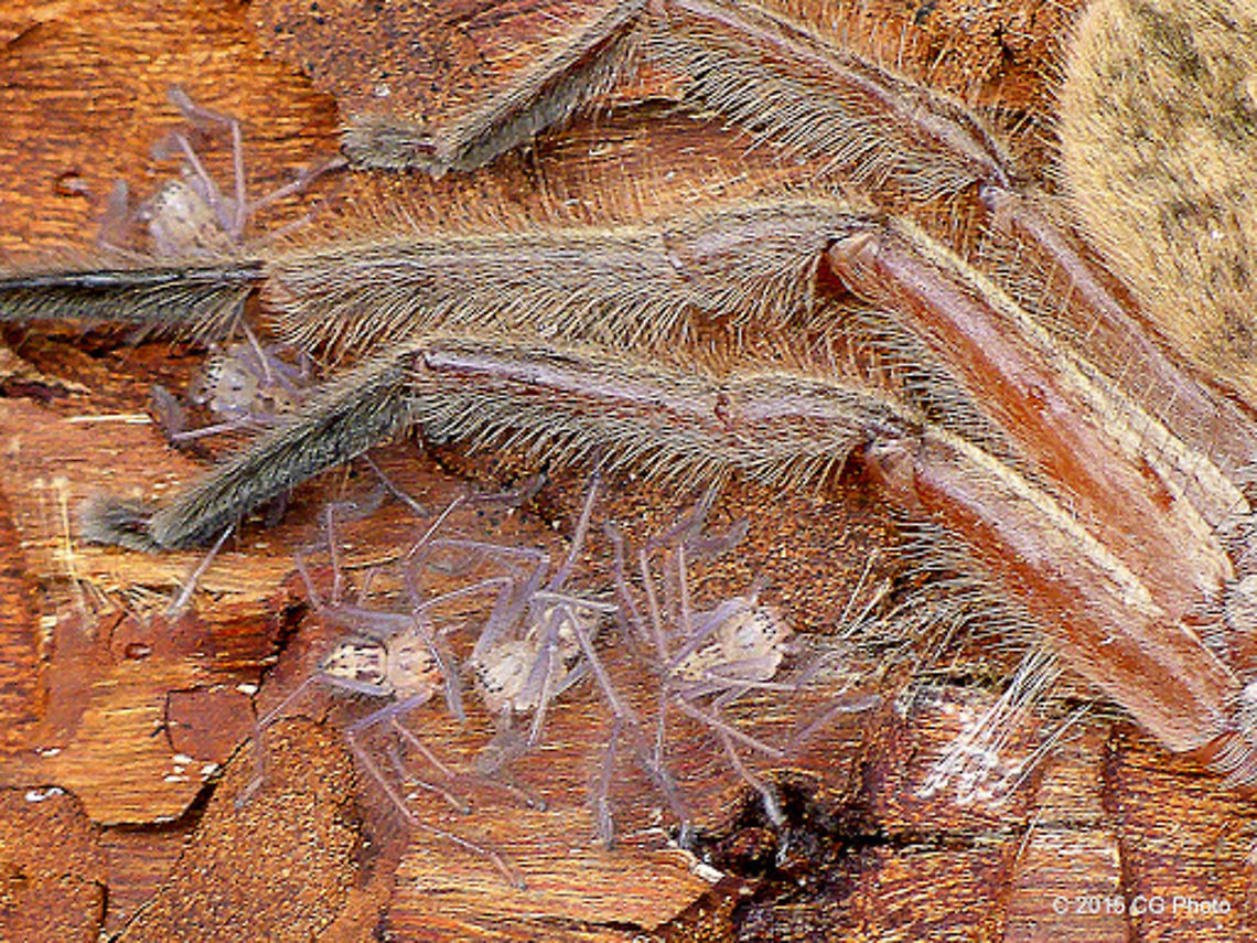 Huntsman_Spider_Babies Heteropoda cervina (Brown Huntsman)<br />
<br />
<a href="http://www.arachne.org.au/01_cms/details.asp?ID=949" rel="nofollow">http://www.arachne.org.au/01_cms/details.asp?ID=949</a> Australia,Geotagged,Heteropoda cervina