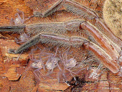 Huntsman_Spider_Babies Heteropoda cervina (Brown Huntsman)

http://www.arachne.org.au/01_cms/details.asp?ID=949 Australia,Geotagged,Heteropoda cervina