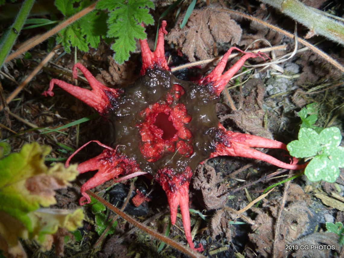 Starfish Stinkhorn - Aseroe rubra <figure class="photo"><a href="https://www.jungledragon.com/image/39018/asere_rubra.html" title="Aser&ouml;e rubra"><img src="https://s3.amazonaws.com/media.jungledragon.com/images/2776/39018_thumb.JPG?AWSAccessKeyId=05GMT0V3GWVNE7GGM1R2&Expires=1759968010&Signature=yUgel70Jtc2jpGWiQSCoK0SnxTQ%3D" width="200" height="150" alt="Aser&ouml;e rubra A very smelly fungus which attracts flies to disperse its spores.  This one is a bit older than the specimen in the description box.   Anemone stinkhorn,Aseroe rubra,Australia,Geotagged,Summer" /></a></figure>  Aseroe rubra,Australia,Geotagged,Winter