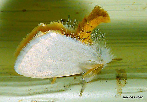 White Notodontid Moth - Trichiocercus sp.  Australia,Fall,Geotagged