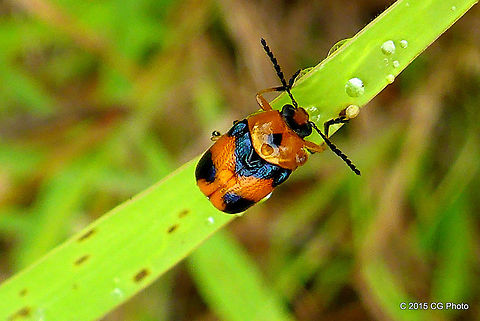 Orange-black Leaf Cylinder Beetles - Aporocera speciosa http://www.brisbaneinsects.com/brisbane_leafbeetles/OrangeCylinder.htm Aporocera speciosa,Australia,Geotagged,Orange-black Leaf Cylinder Beetle,Summer