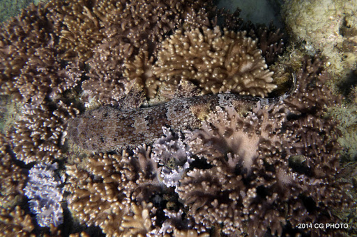 Wobbegong Shark - Orectolobus halei  Australia,Geotagged,Gulf wobbegong,Orectolobus halei