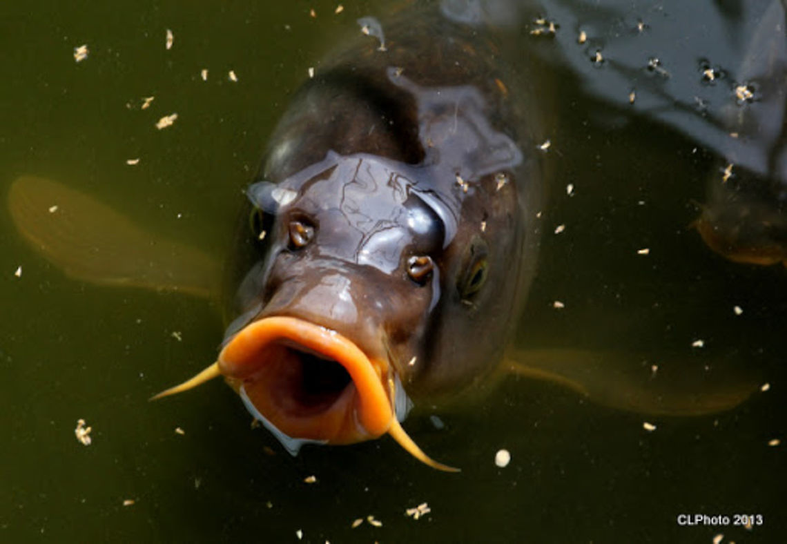Common_Carp  Common carp,Cyprinus carpio,Geotagged,Germany