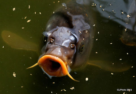 Common_Carp  Common carp,Cyprinus carpio,Geotagged,Germany